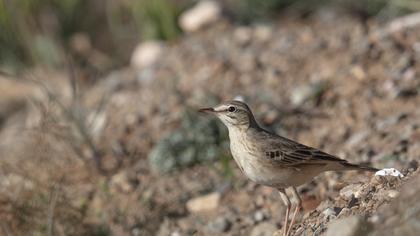 Tawny Pipit