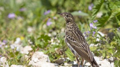 Tree Pipit