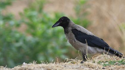 Hooded Crow