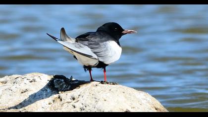 White-winged Tern