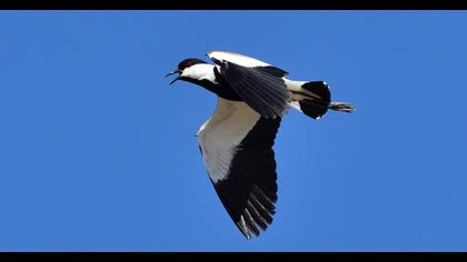 Spur-winged Lapwing