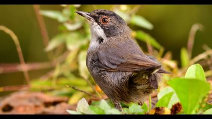 Sardinian Warbler