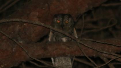 Eurasian Scops Owl