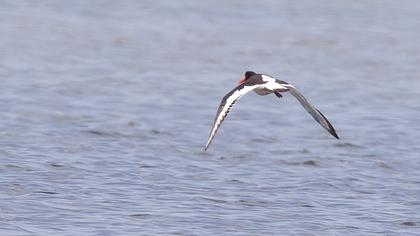 Eurasian Oystercatcher