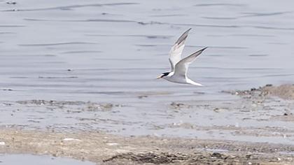 Little Tern