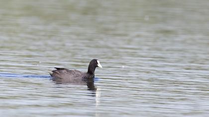Eurasian Coot