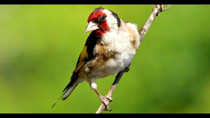European Goldfinch