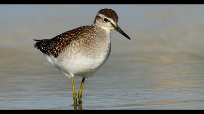 Wood Sandpiper