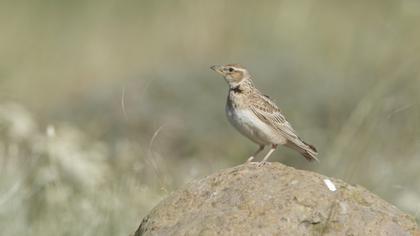 Calandra Lark