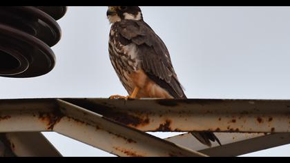 Eurasian Hobby