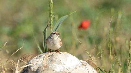 Greater Short-toed Lark