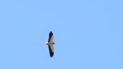 Egyptian Vulture