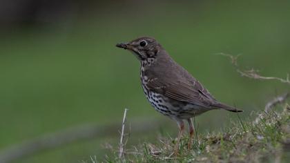 Song Thrush