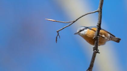 Eurasian Nuthatch