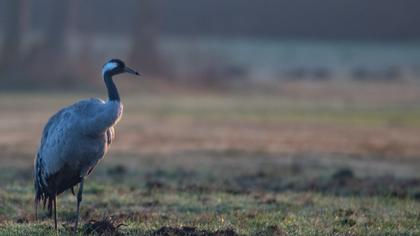 Common Crane