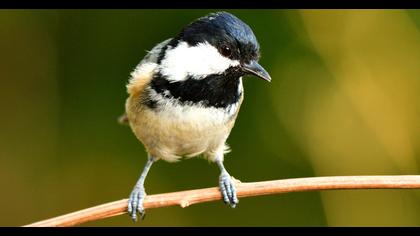 Coal Tit