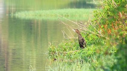Pygmy Cormorant