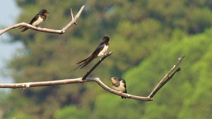 Barn Swallow