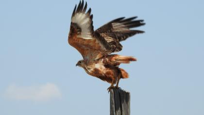 Long-legged Buzzard