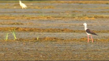 Black-winged Stilt