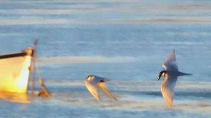 Whiskered Tern