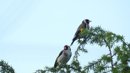European Goldfinch