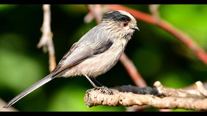 Long-tailed Tit