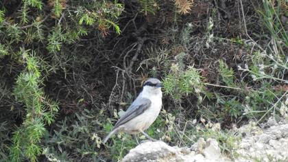 Western Rock Nuthatch
