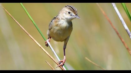 Zitting Cisticola
