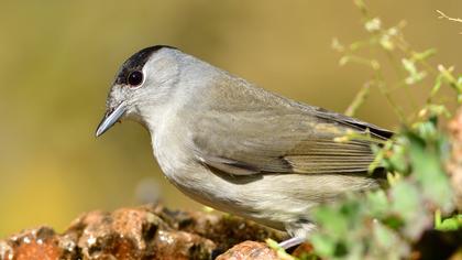 Eurasian Blackcap
