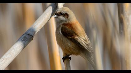 Eurasian Penduline Tit