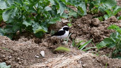 Black-eared Wheatear