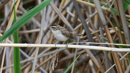 Moustached Warbler