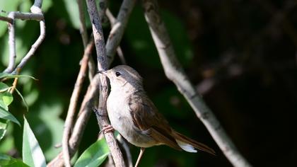 Common Nightingale