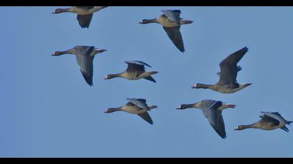 Greater White-fronted Goose