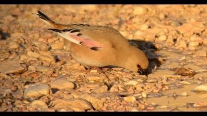Desert Finch