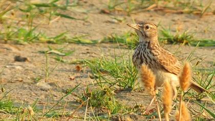 Crested Lark