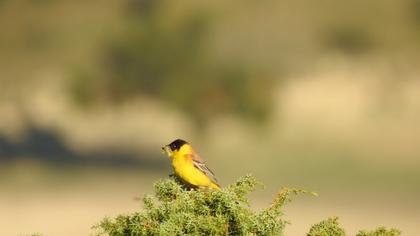 Black-headed Bunting