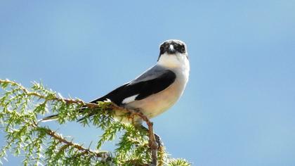 Lesser Grey Shrike