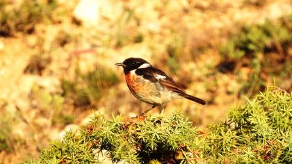 European Stonechat