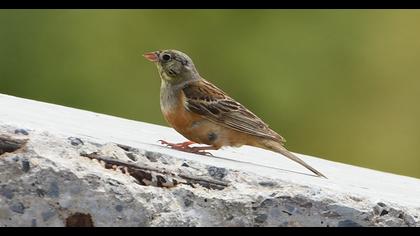 Ortolan Bunting
