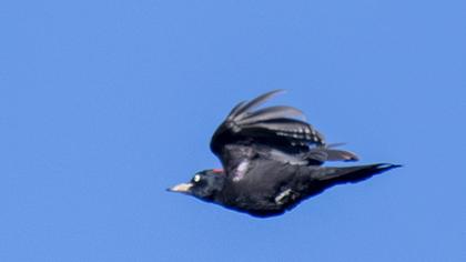 Black Woodpecker