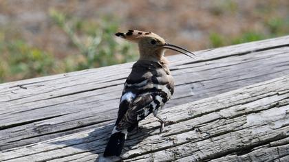 Eurasian Hoopoe