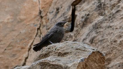 Blue Rock Thrush