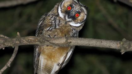 Long-eared Owl
