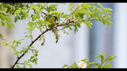 Eurasian Siskin