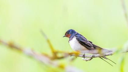Barn Swallow