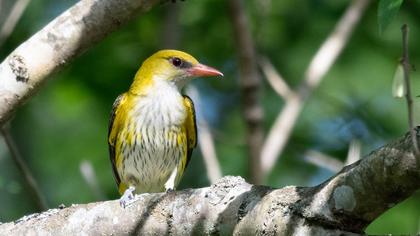 Eurasian Golden Oriole