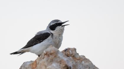 Northern Wheatear