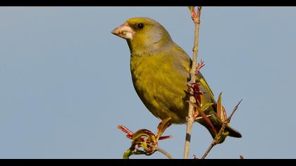 European Greenfinch